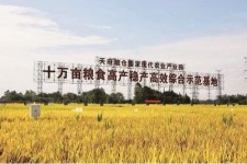 开平关于成都商务伴游外围雇用的信息
